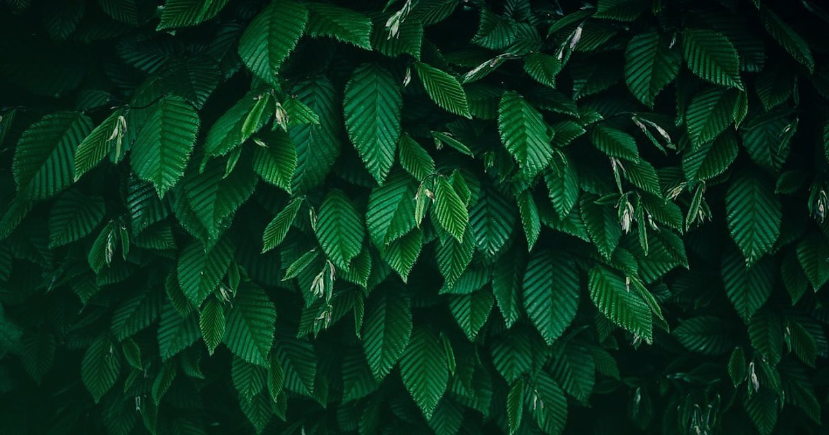 2026 Organik Ürün Nişinde Rakip Analizi ve Farklılaşma Taktikleri: Zirveye Çıkın! - sustainable packaging materials with green leaves backdrop