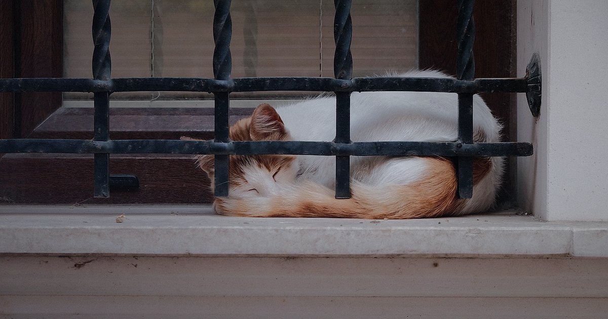 2026'da Kedi Maması Alıcısını Anlamak: Kimler Satın Alıyor ve Neden?