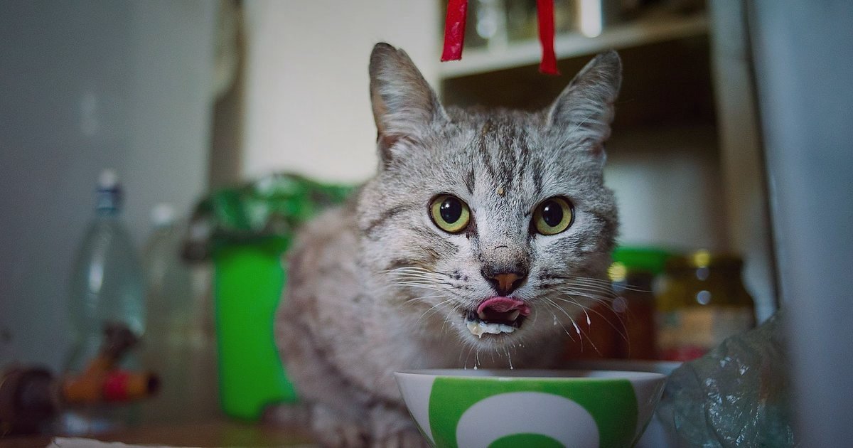 2026'da Kedi Maması Alıcısını Anlamak: Kimler Satın Alıyor ve Neden? - cat eating from a bowl of premium cat food, healthy fur and bright eyes