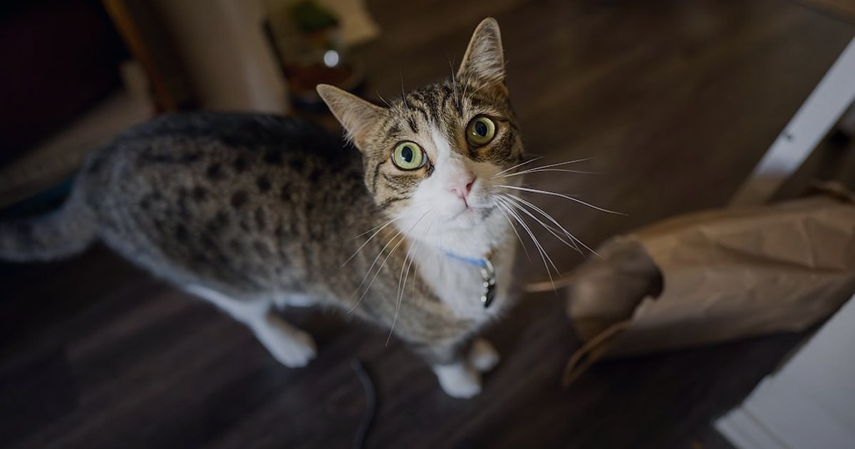 2026'da Kedi Maması Alıcısını Anlamak: Kimler Satın Alıyor ve Neden? - a cat curiously sniffing a small sample bag of cat food