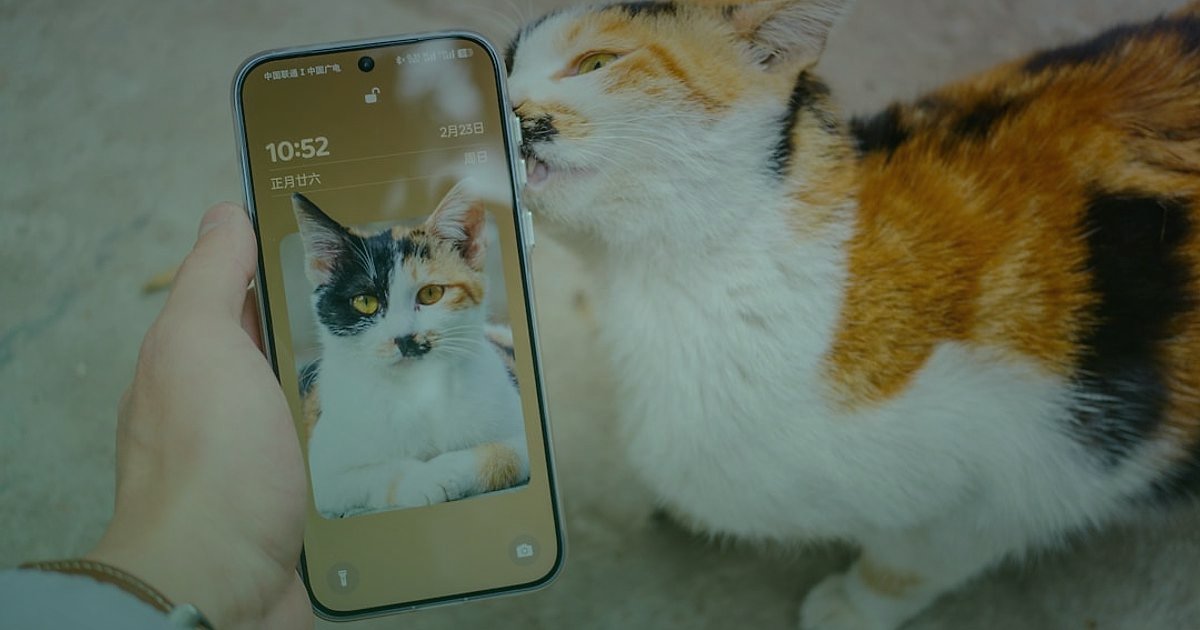 2026'da Kedi Maması Alıcısını Anlamak: Kimler Satın Alıyor ve Neden? - social media feed showing cute cat videos and product promotions