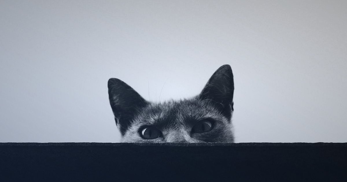 2026'da Kedi Maması Alıcısını Anlamak: Kimler Satın Alıyor ve Neden? - curious cat looking at camera, question mark graphic overlay