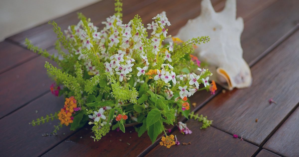 Dekoratif Bitki & Saksı 2026 Sezonluk Kampanya Takvimi: Satışlarınızı Yeşil Tutun! - assorted blooming potted flowers on a wooden table