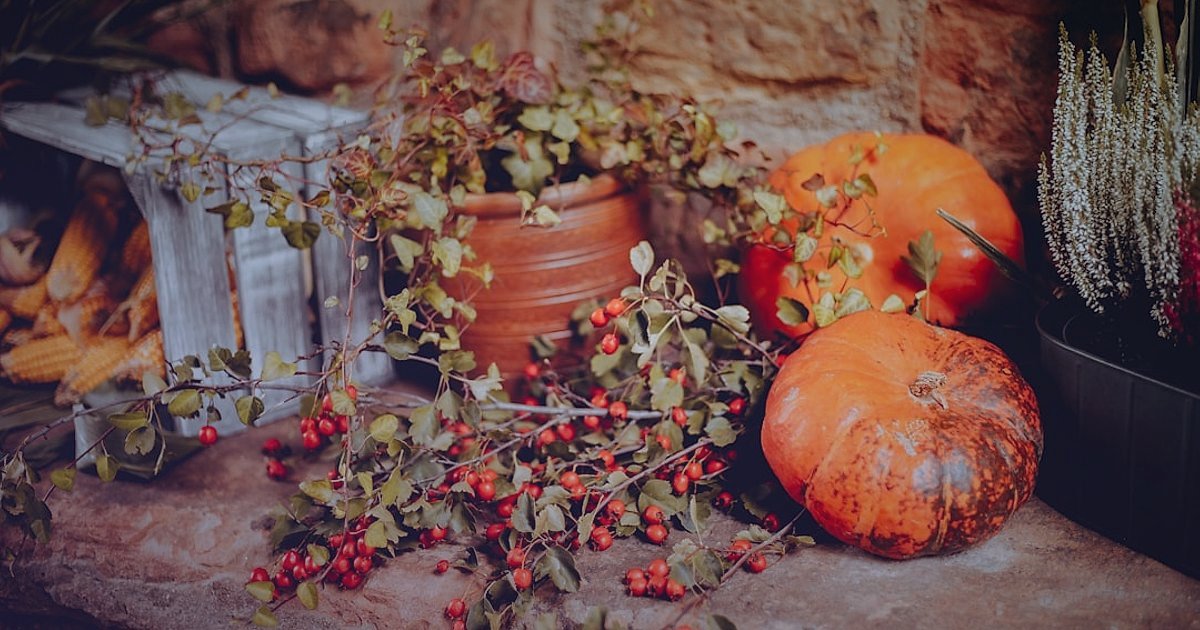 Dekoratif Bitki & Saksı 2026 Sezonluk Kampanya Takvimi: Satışlarınızı Yeşil Tutun! - festive display of potted plants and decorative gourds for autumn