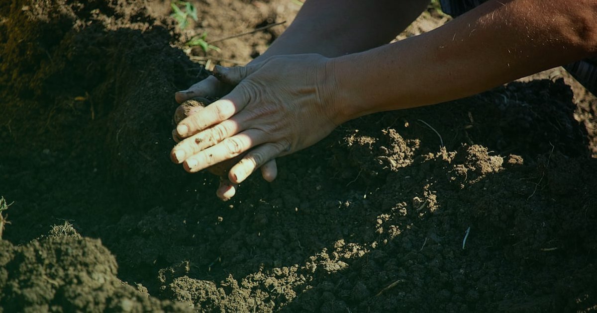 Dijital Pazarlama Geleceği 2026: Yapay Zeka ve Veri Odaklı Stratejiler - hands holding seedling growing from soil earth