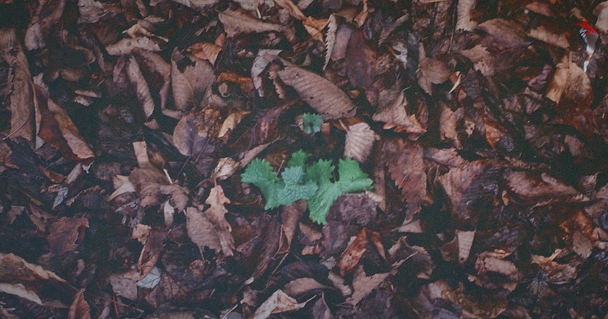 Dijital Pazarlama Trendleri 2026: Rekabette Öne Çıkmanın Yeni Yolları - eco-friendly product packaging with green leaf logo