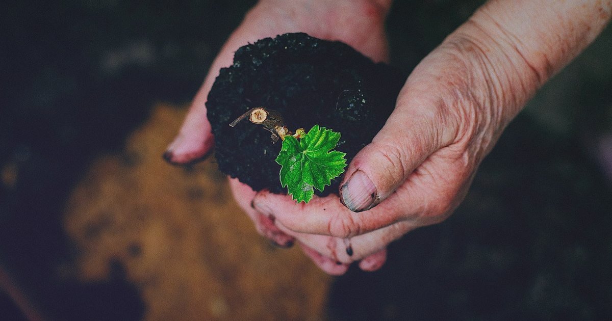 E-Ticaret Başarı Stratejileri 2026: Dijitalde Zirveye Oynayın - close-up of hands planting a small tree in rich soil