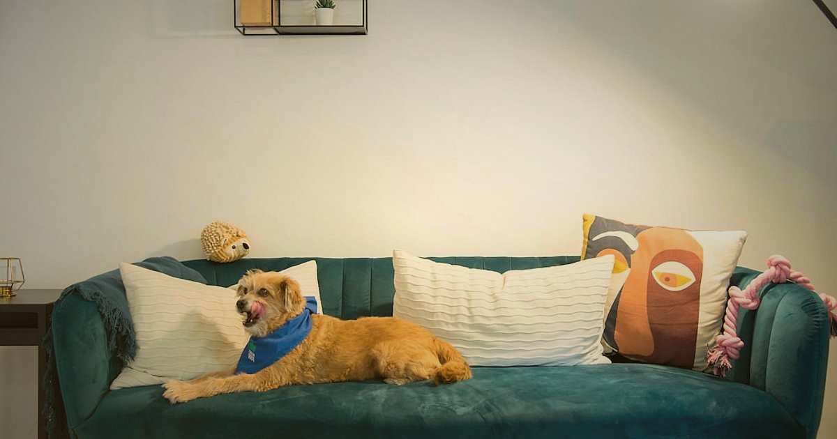 Evcil Hayvan Ürünleri Dropshipping: 2026'da Rakipleri Yenme Taktikleri - owner cuddling golden retriever dog on sofa