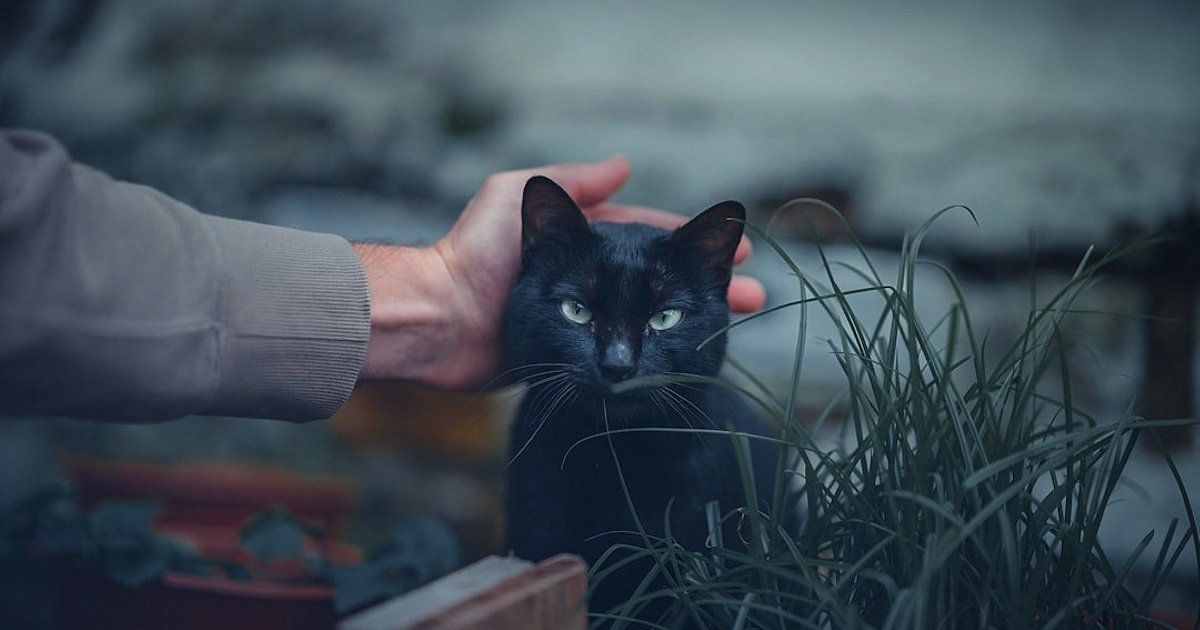 Evcil Hayvan Ürünleri Dropshipping: 2026'da Rakipleri Yenme Taktikleri - person holding a small potted plant with a cat in the background