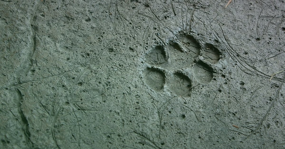 Evcil Hayvan Ürünleri Dropshipping: 2026'da Rakipleri Yenme Taktikleri - framed artwork showing a dog's paw print