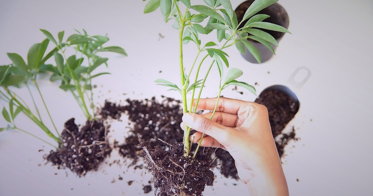 Pazaryeri Ekosisteminin Geleceği 2026: Yeni Nesil Ticaret Öngörüleri - hands planting a sapling in rich soil next to a laptop