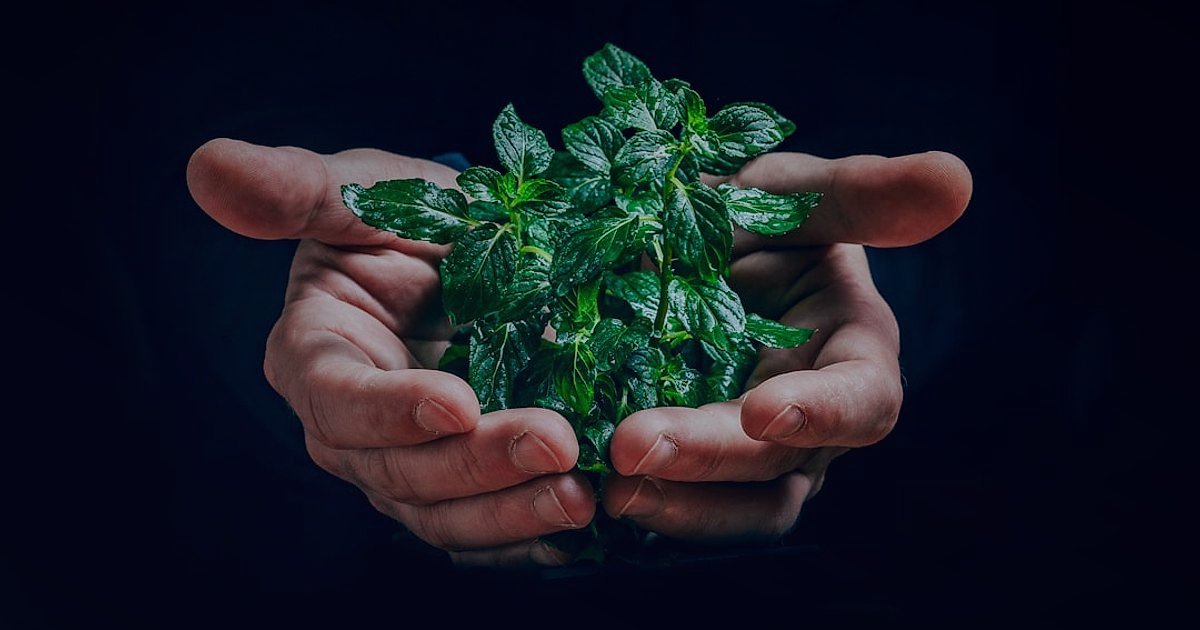 Ürün Paketleme ve Unboxing Deneyimi Tasarımı 2026: E-Ticarette Zirveye Çıkın! - hands holding eco-friendly packaging materials with green leaves